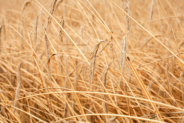 field macro spikelets close-up background