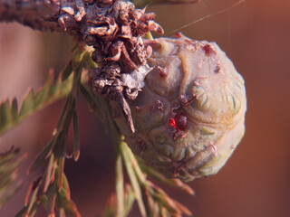 roślina makro przyroda natura flora ogród © Piotr