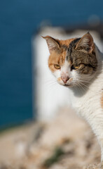 Portrait of a cute cat standing near the sea. Blurred background