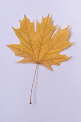autumn leaf
