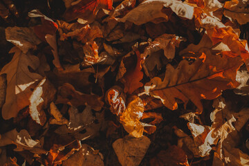 close up of fallen autumn leaves