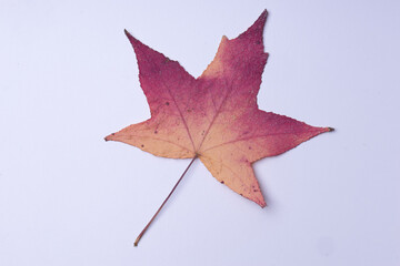 autumn leaf red-orange