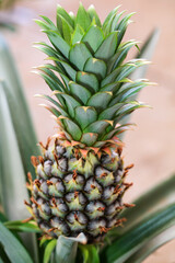 Fototapeta premium Pineapple in concept of home organic farm. Growing pineapple at home. Gardening concept. Idea for wallpaper, postcard, poster design, banner, copy space, close up.