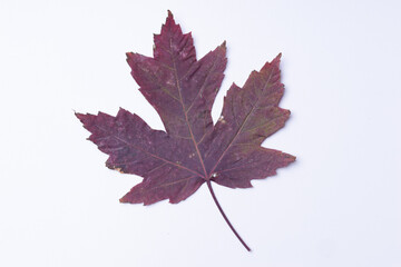 autumn leaf red-orange