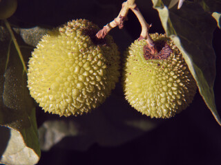 roślina makro przyroda natura flora ogród © Piotr
