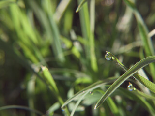 roślina makro przyroda natura flora ogród