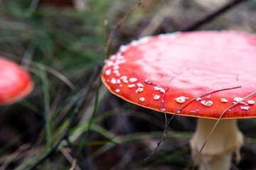 Mushroom Amanita Muscaria close up in fall autumn forest