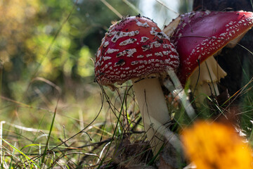 Mushroom Amanita Muscaria close up in fall autumn forest