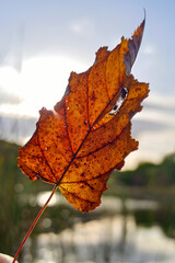 Fototapeta na wymiar Red autumn leaf on the river background in the sunlight