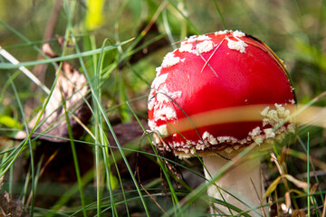 Mushroom Amanita Muscaria close up in fall autumn forest