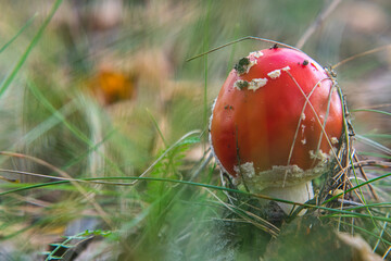 Mushroom Amanita Muscaria close up in fall autumn forest