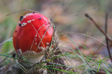 Mushroom Amanita Muscaria close up in fall autumn forest