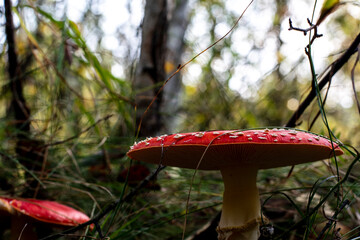 Mushroom Amanita Muscaria close up in fall autumn forest