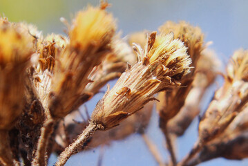 grass in the wind