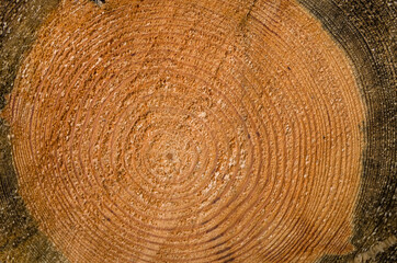 Naklejka premium Carved wood background.The texture of the wood cut.