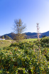 landscape with trees and sky