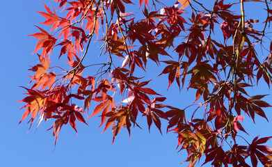 Maple Tree in autumn against blue sky