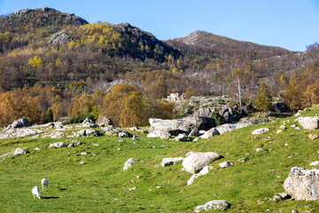 sheep grazing in the mountains