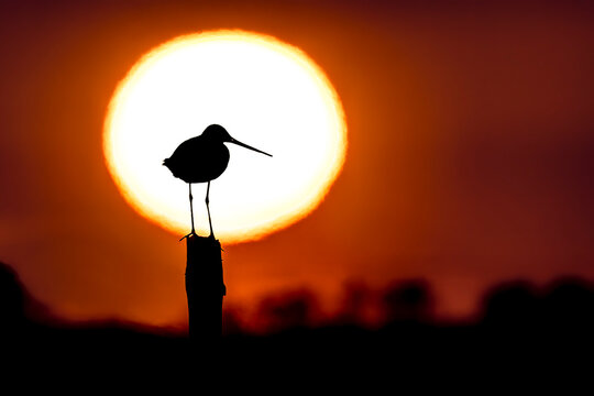 Black-tailed godwit silhouetted in the sun in Biebrza National park