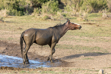 Obraz premium Wild orse at a Desert Waterhole in Utah