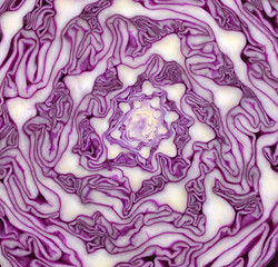 Obraz premium Red cabbage section on background