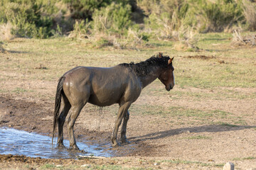 Wild orse at a Desert Waterhole in Utah