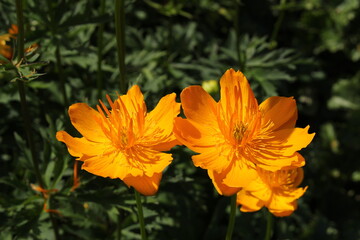 Yellow-orange 