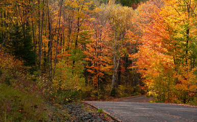 Colorful autumn trees in Michigan upper peninsula countryside