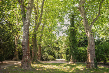 Fototapeta na wymiar Old trees in the park
