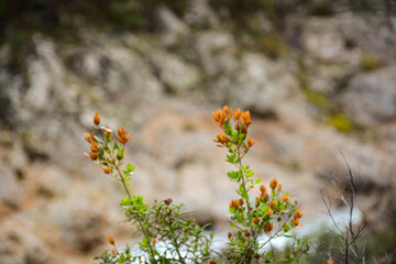 Le Fango (Fangu en corse) est un petit fleuve côtier français de l'île de Corse.