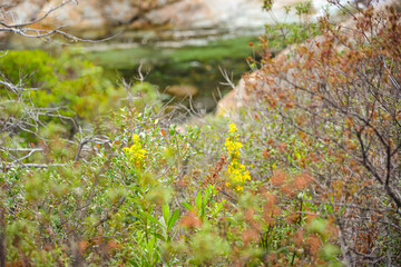 Le Fango (Fangu en corse) est un petit fleuve c&ocirc;tier fran&ccedil;ais de l'&icirc;le de Corse.