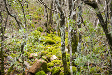 Le Fango (Fangu en corse) est un petit fleuve c&ocirc;tier fran&ccedil;ais de l'&icirc;le de Corse.