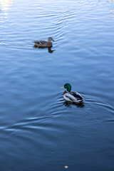 ducks in the lake