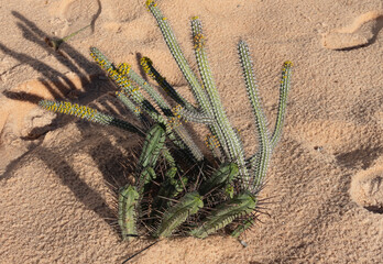 blooming cactus on the sand