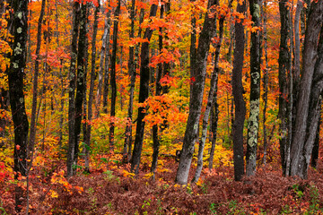 Fototapeta na wymiar Colorful Maple trees in autumn time in Western Michigan Upper peninsula wilderness.