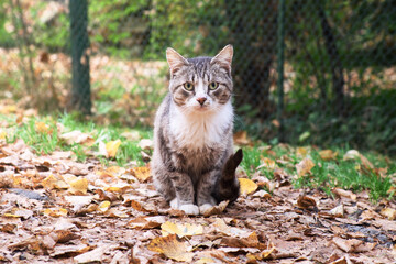 Cat sitting outdoor on the leaves in autumn park.