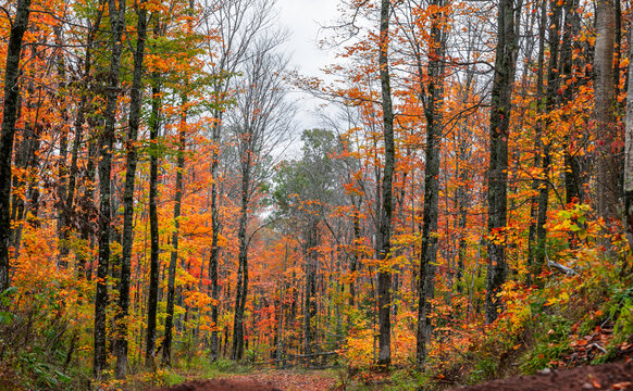 Colorful Maple trees in autumn time in Western Michigan Upper peninsula wilderness.