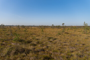 Fototapeta premium Territory of Sestroretsk swamp reserve. Saint-Petersburg. Russia