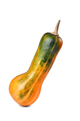 pumpkin yellow-green elongated pear-shaped on a white background