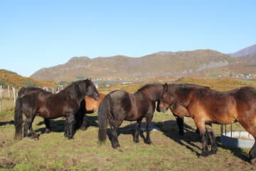Horses enjoying the sun on Lofoten Islands in Norway