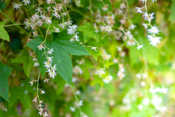 Green leaves and white hop flowers