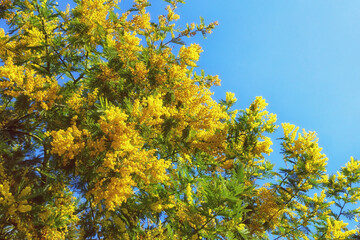 Bright yellow flowers of Acacia dealbata ( mimosa ) tree against blue sky on sunny spring day