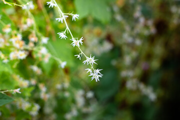 Green leaves and white hop flowers