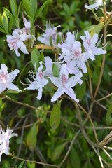 Rhododendron arborescens