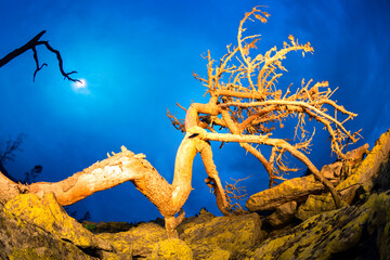 Fiery dry tree at night