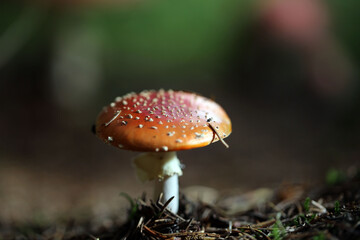 Champignon Amanite Amanita muscaria