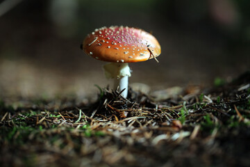 Champignon Amanite Amanita muscaria