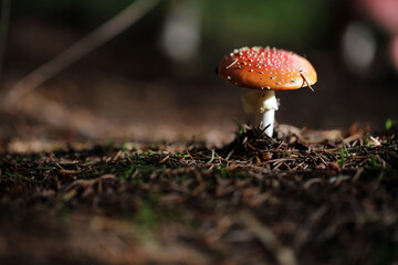 Champignon Amanite Amanita muscaria