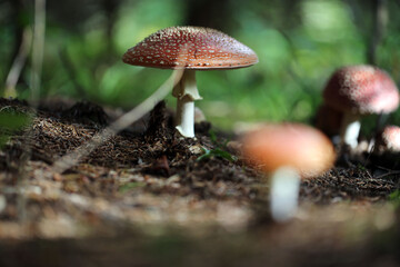 Champignon Amanite Amanita muscaria