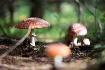 Champignon Amanite Amanita muscaria